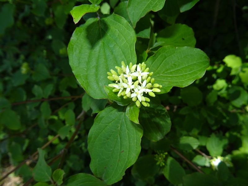 Cornus sanguinea - Cornaceae